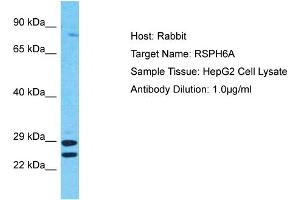 RSPH6A 抗体  (C-Term)