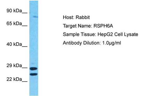 RSPH6A 抗体  (C-Term)