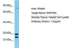 Host: Rabbit Target Name: RSPH6A Sample Tissue: Human HepG2 Whole Cell Antibody Dilution: 1ug/ml (RSPH6A 抗体  (C-Term))