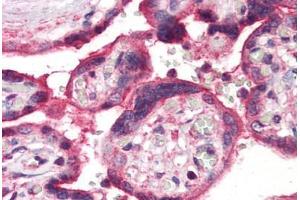 Anti-ERAP1 / ARTS1 antibody  ABIN1048576 IHC staining of human placenta. (ERAP1 抗体  (Internal Region))