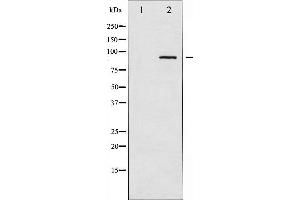 alpha Adducin 抗体