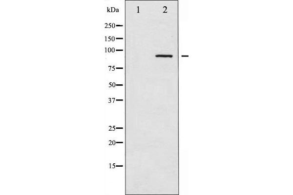 alpha Adducin 抗体