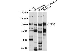 Western blot analysis of extracts of various cell lines, using LRFN3 antibody (ABIN6290576) at 1:1000 dilution. (LRFN3 抗体)