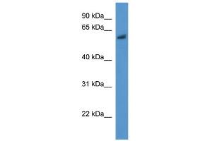 WB Suggested Anti-Bbs1 Antibody Titration: 0. (BBS1 抗体  (N-Term))