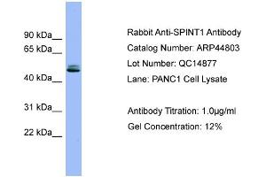 WB Suggested Anti-SPINT1  Antibody Titration: 0. (SPINT1 抗体  (Middle Region))