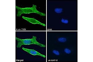 Immunofluorescence (IF) image for anti-Formiminotransferase Cyclodeaminase (FTCD) (Internal Region) antibody (ABIN185268)