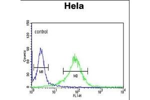 LUM Antibody (N-term) (ABIN391881 and ABIN2841701) flow cytometric analysis of Hela cells (right histogram) compared to a negative control cell (left histogram). (LUM 抗体  (N-Term))