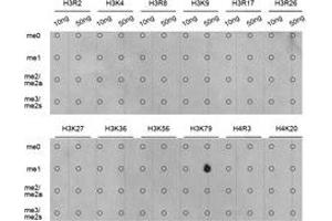 Dot-blot analysis of all sorts of methylation peptides using H3K79me1 antibody. (Histone 3 抗体  (H3K79me))