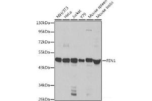 Western blot analysis of extracts of various cell lines using FEN1 Polyclonal Antibody at dilution of 1:1000. (FEN1 抗体)