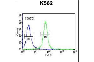 Flow cytometric analysis of K562 cells (right histogram) compared to a negative control cell (left histogram). (SPDYA 抗体  (AA 147-175))