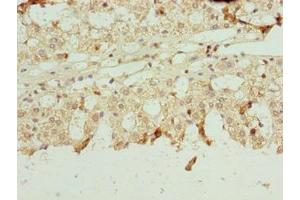 Immunohistochemistry of paraffin-embedded human adrenal gland tissue using ABIN7161430 at dilution of 1:100 (NETO2 抗体  (AA 378-525))