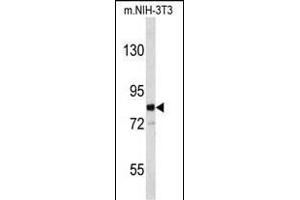 Western blot analysis of EVI5 Antibody (N-term) (ABIN653115 and ABIN2842698) in mouse NIH-3T3 cell line lysates (35 μg/lane). (EVI5 抗体  (N-Term))