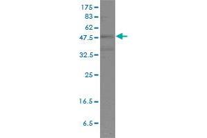 Western Blotting (WB) image for anti-POU domain, class 2, transcription factor 2 (POU2F2) (AA 1-400) antibody (ABIN562320)