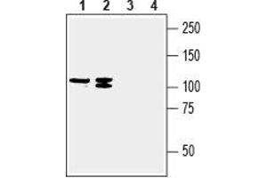 Western blot analysis of human MCF-7 breast adenocarcinoma (lanes 1 and 3) and human COLO 205 colon adenocarcinoma (lanes 2 and 4) cell line lysates: - 1,2. (SLC23A2 抗体  (2nd Extracellular Loop))