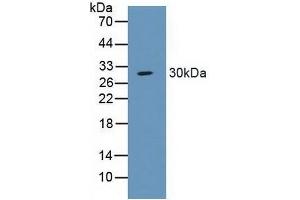 Western Blotting (WB) image for anti-Sodium Channel, Nonvoltage-Gated 1 alpha (SCNN1A) (AA 112-543) antibody (ABIN7435487)