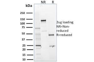 SDS-PAGE Analysis Purified MTF1 Mouse Monoclonal Antibody (MTF1/2649). (MTF1 抗体)