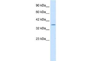 Western Blotting (WB) image for anti-Interleukin Enhancer Binding Factor 2, 45kDa (ILF2) (C-Term) antibody (ABIN2776419)