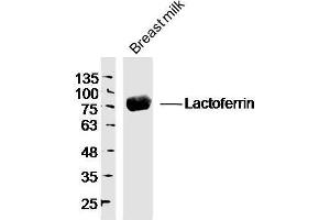 Human breast milk probed with Lactoferrin Polyclonal Antibody, unconjugated  at 1:300 overnight at 4°C followed by a conjugated secondary antibody at 1:10000 for 90 minutes at 37°C. (Lactoferrin 抗体  (AA 611-710))