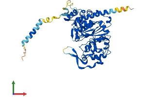 Protein Structure (PS) image for Glucosaminyl (N-Acetyl) Transferase 4, Core 2 (Beta-1,6-N-Acetylglucosaminyltransferase) (GCNT4) (AA 1-455) protein (His tag) (ABIN7562131)
