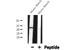 Western blot analysis of SM22 alpha expression in Mouse Muscle lysate (Transgelin 抗体  (C-Term))