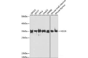 Western blot analysis of extracts of various cell lines using HCCS Polyclonal Antibody at dilution of 1:1000. (HCCS 抗体)
