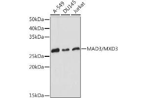 Western blot analysis of extracts of various cell lines, using M/MXD3 Rabbit mAb (ABIN7268429) at 1:1000 dilution. (MXD3 抗体)