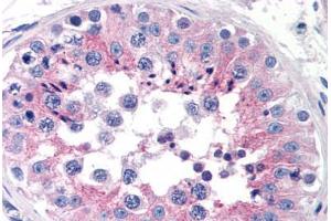 Human Testis (formalin-fixed, paraffin-embedded) stained with CLU antibody ABIN239817 at 10 ug/ml followed by biotinylated anti-mouse IgG secondary antibody ABIN481714, alkaline phosphatase-streptavidin and chromogen. (Clusterin 抗体)