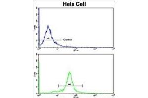 Flow cytometric analysis of hela cells using GOLPH3 Antibody (N-term)(bottom histogram) compared to a negative control cell (top histogram). (GOLPH3 抗体  (N-Term))
