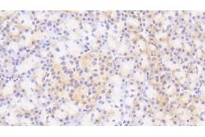 Detection of SCG3 in Human Pancreas Tissue using Polyclonal Antibody to Secretogranin III (SCG3) (SCG3 抗体  (AA 20-468))