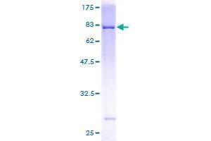Usp30 Protein (AA 1-508) (GST tag)