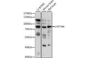 Western blot analysis of extracts of various cell lines, using LRRTM4 antibody (ABIN7268224) at 1:1000 dilution. (LRRTM4 抗体  (AA 310-420))