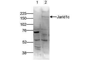 Western Blot of anti-Jarid1c antibody Western Blot results of Rabbit anti-Jarid1c antibody. (KDM5C 抗体)