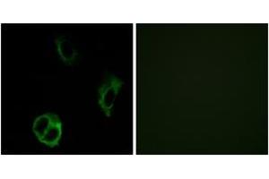 Immunofluorescence analysis of COS7 cells, using OR51I1 Antibody. (OR51I1 抗体  (AA 265-314))