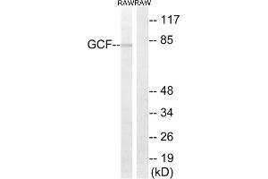Western Blotting (WB) image for anti-GC-Rich Sequence DNA-Binding Factor 2 (GCFC2) (Internal Region) antibody (ABIN1851368) (GCFC2 抗体  (Internal Region))