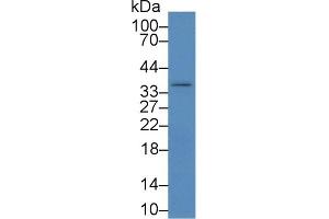 Western Blot; Sample: Mouse Liver lysate; Primary Ab: 2µg/mL Rabbit Anti-Rat IKBIP Antibody Second Ab: 0. (IKbIP 抗体  (AA 80-315))