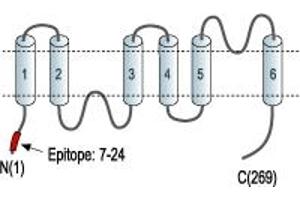 Representative domain view of the target of ABIN7884771.