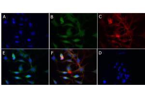 Immunofluorescence of Rabbit Anti-Cytochrome p450 Antibody Immunofluorescence of Rabbit Anti-Cytochrome p450 Antibody. (Cytochrome P450 抗体)