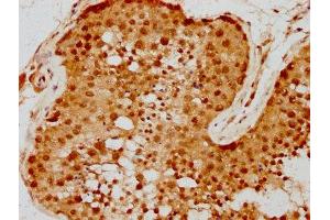 IHC image of ABIN7168107 diluted at 1:300 and staining in paraffin-embedded human testis tissue performed on a Leica BondTM system. (RNASEH2A 抗体  (AA 201-299))