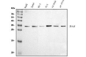 Western blot analysis of RPL8 using anti-RPL8 antibody (ABIN7601179). (RPL8 抗体  (AA 3-257))