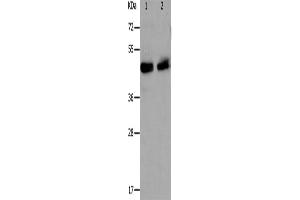 Western Blotting (WB) image for anti-PRKC, Apoptosis, WT1, Regulator (PAWR) antibody (ABIN2426325) (PAWR 抗体)