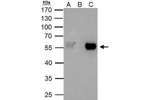 Immunoprecipitation (IP) image for anti-TAF7 RNA Polymerase II, TATA Box Binding Protein (TBP)-Associated Factor, 55kDa (TAF7) (Center) antibody (ABIN2856054)