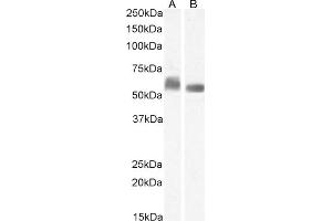 (ABIN7505830) (1 μg/mL) staining of K562 (A) and (0. (STAM 抗体)