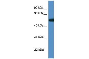 WB Suggested Anti-Tigd4 Antibody Titration: 1. (TIGD4 抗体  (N-Term))