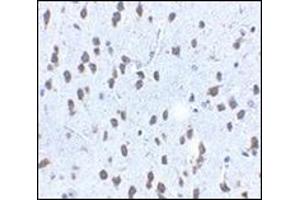 Immunohistochemistry of SCF in mouse brain tissue with this product at 2. (KIT Ligand 抗体  (Center))