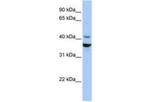 Image no. 1 for anti-Neuronal Differentiation 1 (NEUROD1) (C-Term) antibody (ABIN6742749) (NEUROD1 抗体  (C-Term))