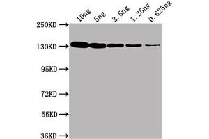 Western Blot Positive WB detected in Recombinant protein (10 ng, 5 ng, 2. (LacZ 抗体)