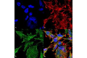 Immunocytochemistry/Immunofluorescence analysis using Mouse Anti-VAChT Monoclonal Antibody, Clone S6-38 . (SLC18A3 抗体  (AA 521-532) (FITC))