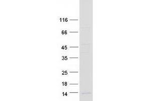 Western Blotting (WB) image for Family with Sequence Similarity 19 (Chemokine (C-C Motif)-Like), Member A4 (FAM19A4) (Transcript Variant 1) protein (Myc-DYKDDDDK Tag) (ABIN2720772)