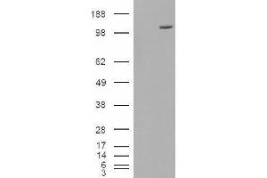 Western Blotting (WB) image for Extended Synaptotagmin-Like Protein 1 (ESYT1) peptide (ABIN369655)