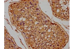 IHC image of ABIN7152998 diluted at 1:100 and staining in paraffin-embedded human testis tissue performed on a Leica BondTM system. (FLCN 抗体  (AA 291-579))